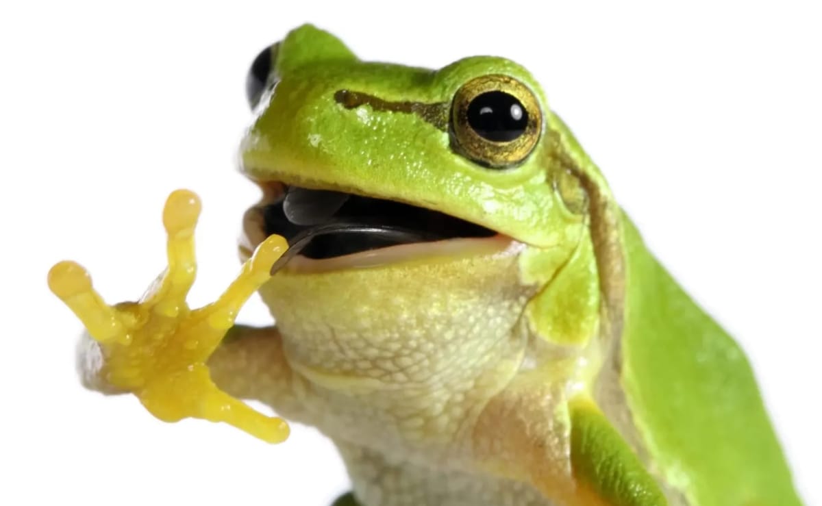 Cop Transforms Into Frog According To AI-Generated Police Report